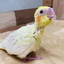 とっても食いしん坊なオカメインコルチノーやって来ました♪