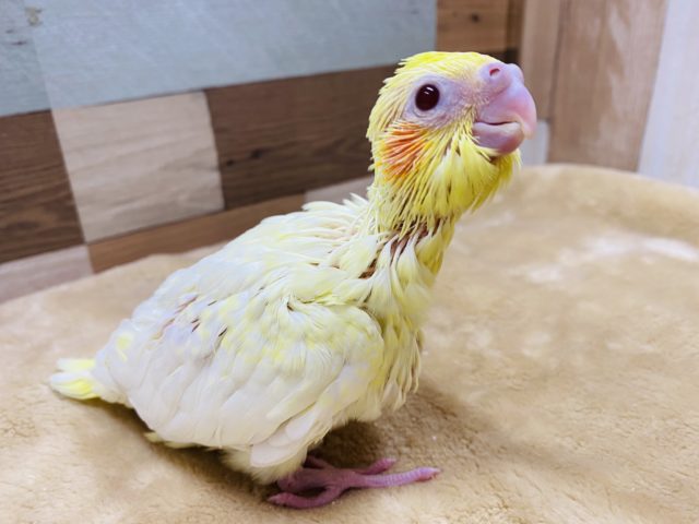 とっても食いしん坊なオカメインコルチノーやって来ました♪