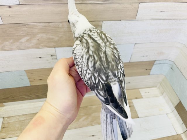 オカメインコ