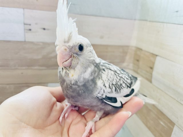 どんどん大人の階段登ってます♪オカメインコヒナ(ホワイトフェイスパールパイド)