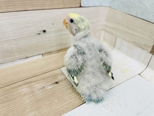 コザクラインコ（小桜インコ）