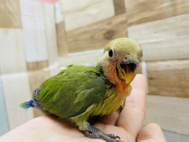 コザクラインコ（小桜インコ）