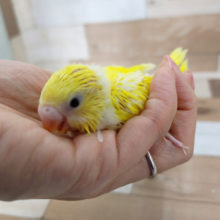 セキセイインコさん(ダブルファクター)入荷しました♡