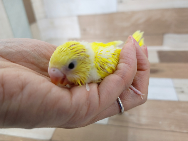 セキセイインコさん(ダブルファクター)入荷しました♡