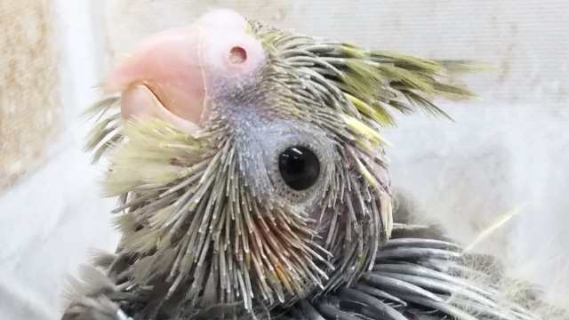 ニコニコ笑顔～☺️ オカメインコ(ノーマル)