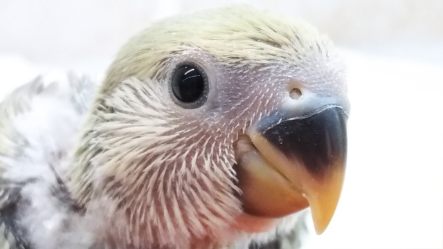 見とれてしまうカラー🌸 コザクラインコ(シナモン)