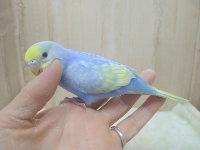 かまってちゃんなセキセイインコの「ソーダちゃん」いますよ〜