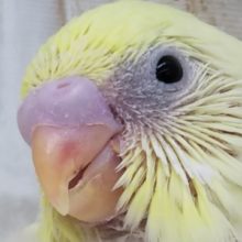 美しいクリームカラー✨ セキセイインコ(クリームハルクイン)