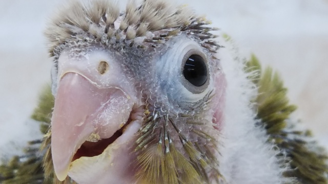 これからの成長が楽しみ～🍍 ホオミドリウロコインコ(パイナップル)