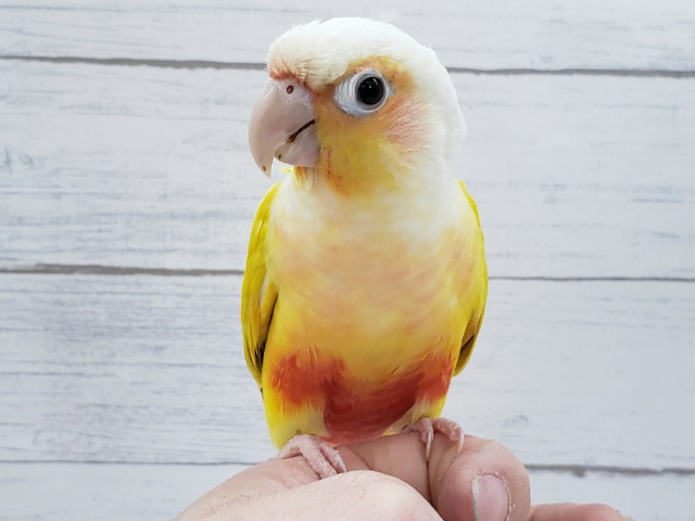 ホオミドリウロコインコ