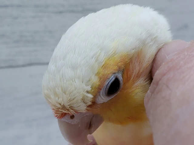 ホオミドリウロコインコ