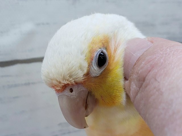 ホオミドリウロコインコ