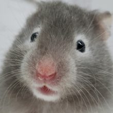 セーブルハムスターきたよ～。