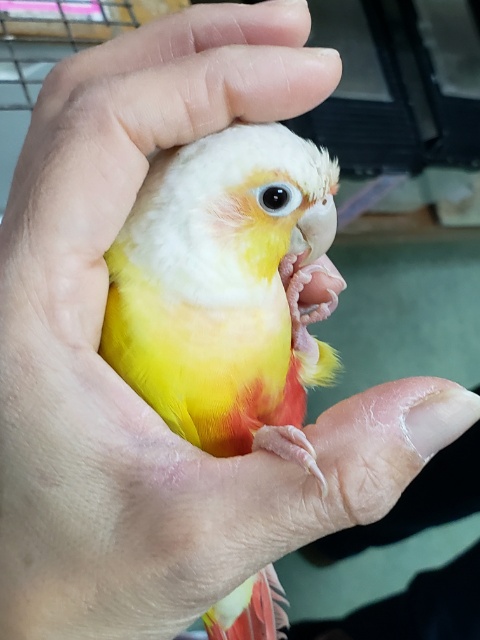 ホオミドリウロコインコ