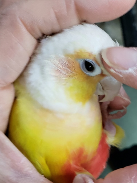 ホオミドリウロコインコ