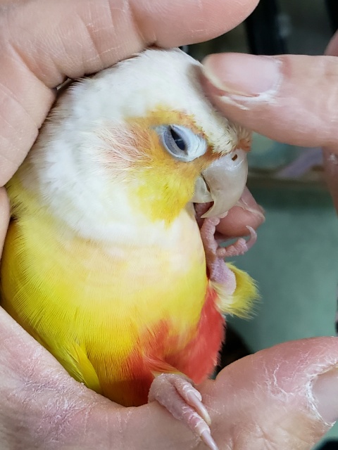 ホオミドリウロコインコ