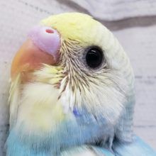 人気だよ！セキセイインコのパステルレインボーパイド