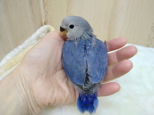 コザクラインコ（小桜インコ）