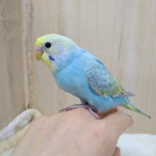 爽やか水色がステキです！セキセイさんレインボーいますよ〜
