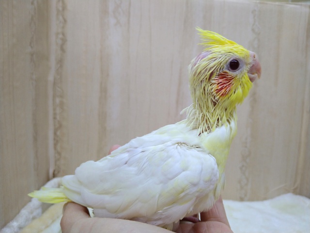 オカメインコ