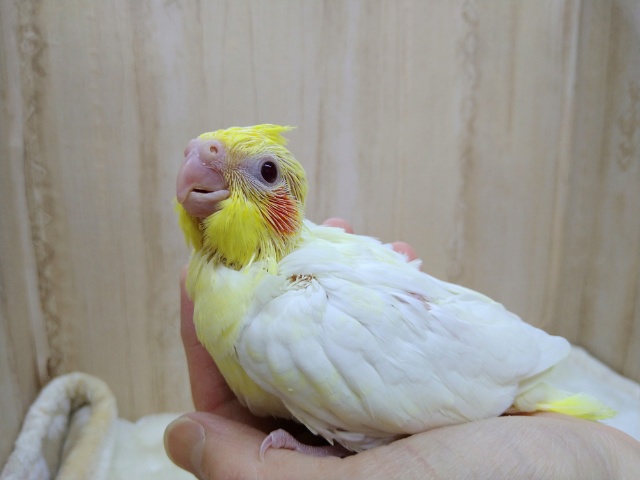 まだヒナヒナです！オカメインコルチノーさん来ましたよ～