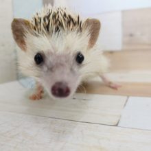 更新☆慣れ慣れヨツユビハリネズミのノーマルカラーの男の子入荷しました❤