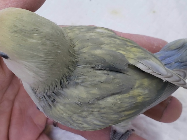 コザクラインコ（小桜インコ）