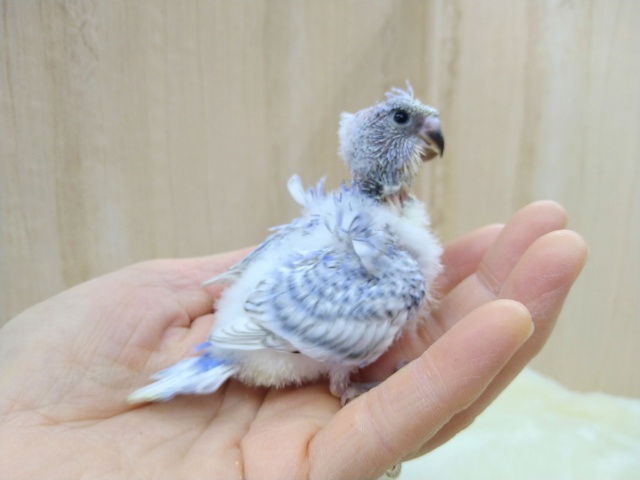 羽衣セキセイインコ