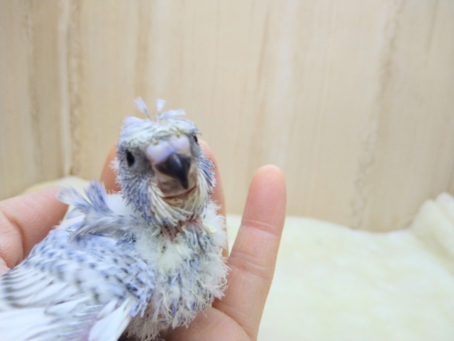 羽衣セキセイインコ