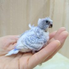 最新動画あり！爽やかカラーの羽衣セキセイさん、来ましたよ〜