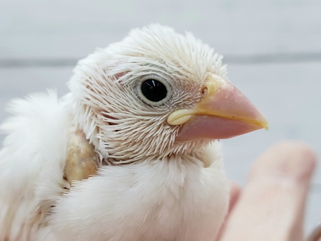 ちょこまかと、可愛い白文鳥入荷です。