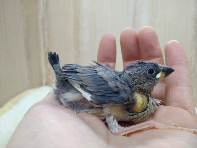 まん丸の目が可愛い！桜文鳥ヒナさん来ましたよ～