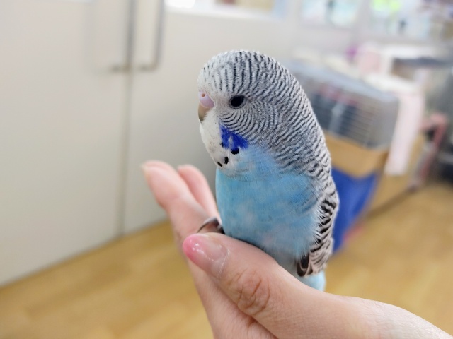 ジャンボセキセイインコ