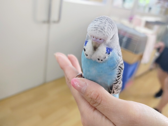 ジャンボセキセイインコ