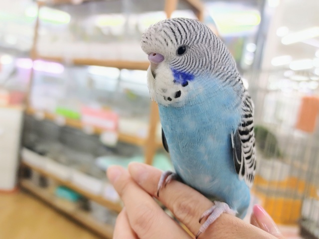 カキカキ大好き❤ジャンボセキセイインコさん入荷しています☆