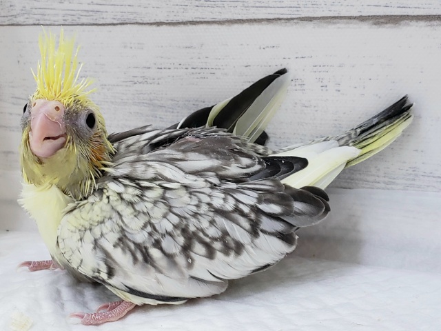 オカメインコ