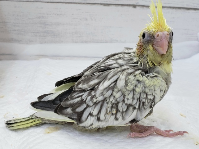 オカメインコ