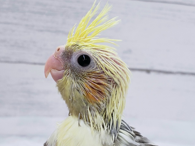 オカメインコ