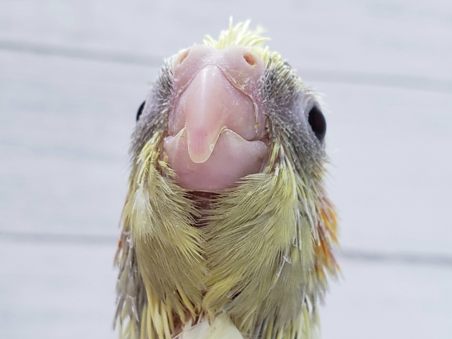 綺麗なオカメインコパールパイド入荷です。