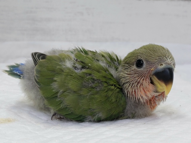 コザクラインコ（小桜インコ）