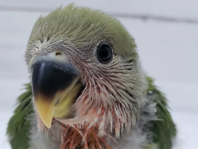 ベタベタにならして！小桜インコノーマル入荷。