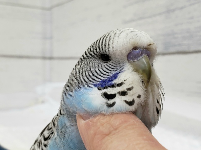 ジャンボセキセイインコ