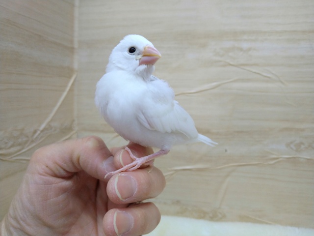 白文鳥