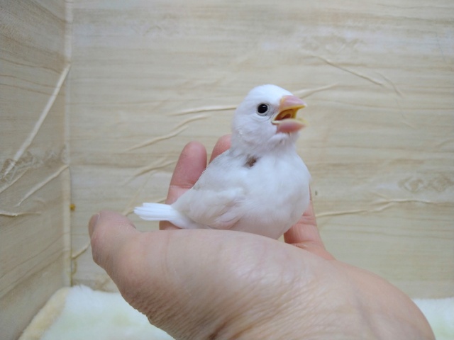 ちょうど良いサイズの白文鳥さん、いますよ〜その1