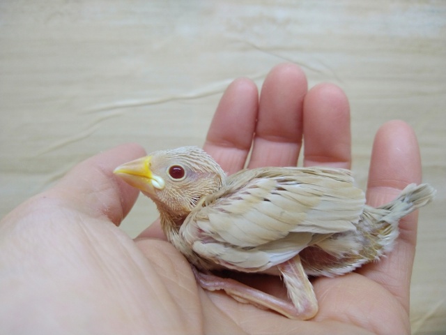 キラキラの赤目ちゃん♥シナモン文鳥さん来ましたよ～