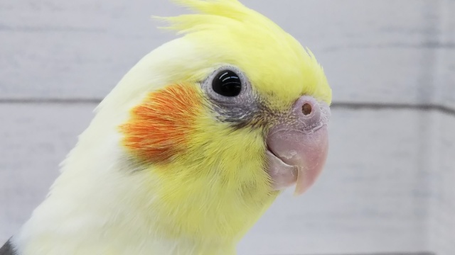 まだら模様が特徴的💛 オカメインコ(パイド)