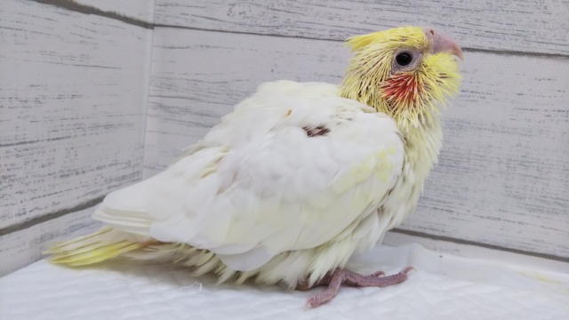 オカメインコ