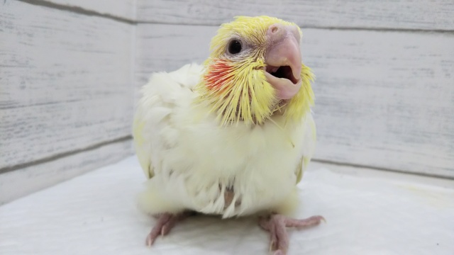 オカメインコ