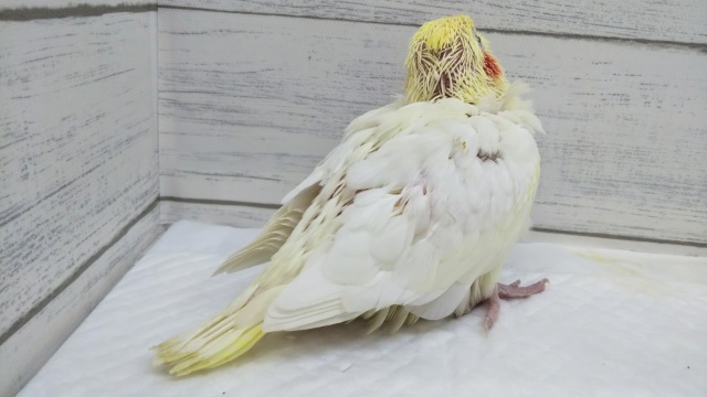 オカメインコ