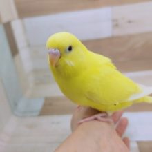 最新画像更新❤スーパーモデル顔負け！？セキセイインコ(ダブルファクター)